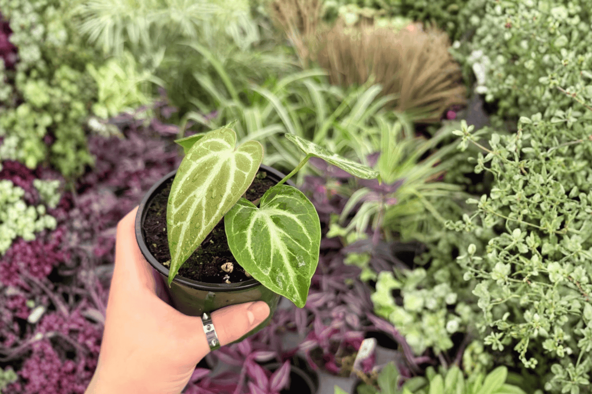 Anthurium Silver Hope x Hoffmani Hybrid - 2 Live 4-Inch Pots