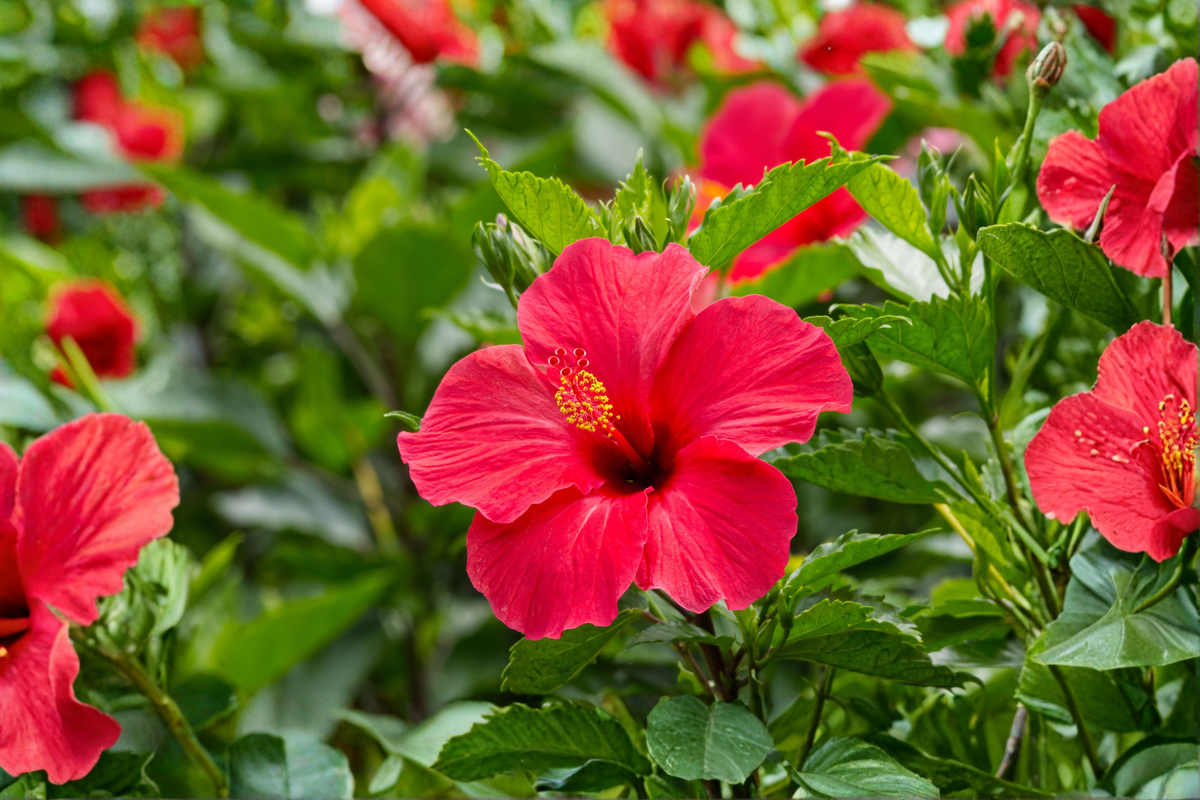 Valentine's Crush Bush Hibiscus Live Plant - 2.5-Inch Pot