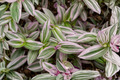 Tradescantia Nanouk Live Plant in 4-Inch Pot | Variegated Pink Purple Houseplant