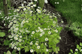 Golden Feather Chrysanthemum parthenium ‘Aureum’ – 4-Inch Pot Live Plant