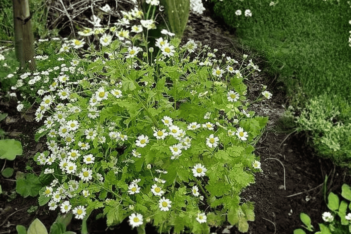 Golden Feather Chrysanthemum parthenium ‘Aureum’ – 4-Inch Pot Live Plant