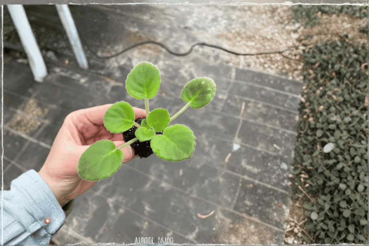 Harmony’s Cotton Candy African Violet Starter Plants (2) Streptocarpus ionanthus - Not Fully Rooted