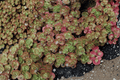 Fuldaglut Stonecrop Sedum spurium – 4-inch Live Plant (Unrooted) in Pot