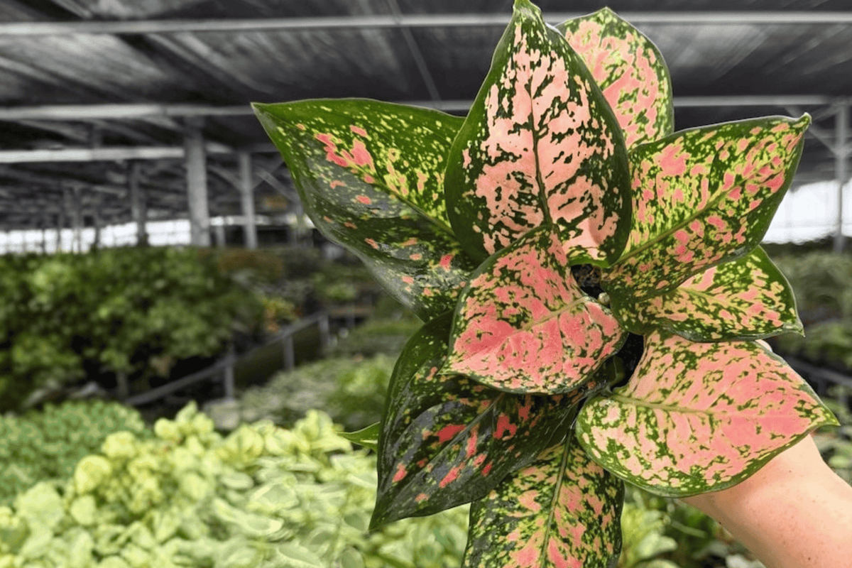 Aglaonema Katrina (Katrina Chinese Evergreen) - 2 Exact 4" Pot Specimens