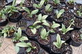 Hoya Silver Moon - 4 Inch Variegated Trailing Wax Plant Live Houseplant