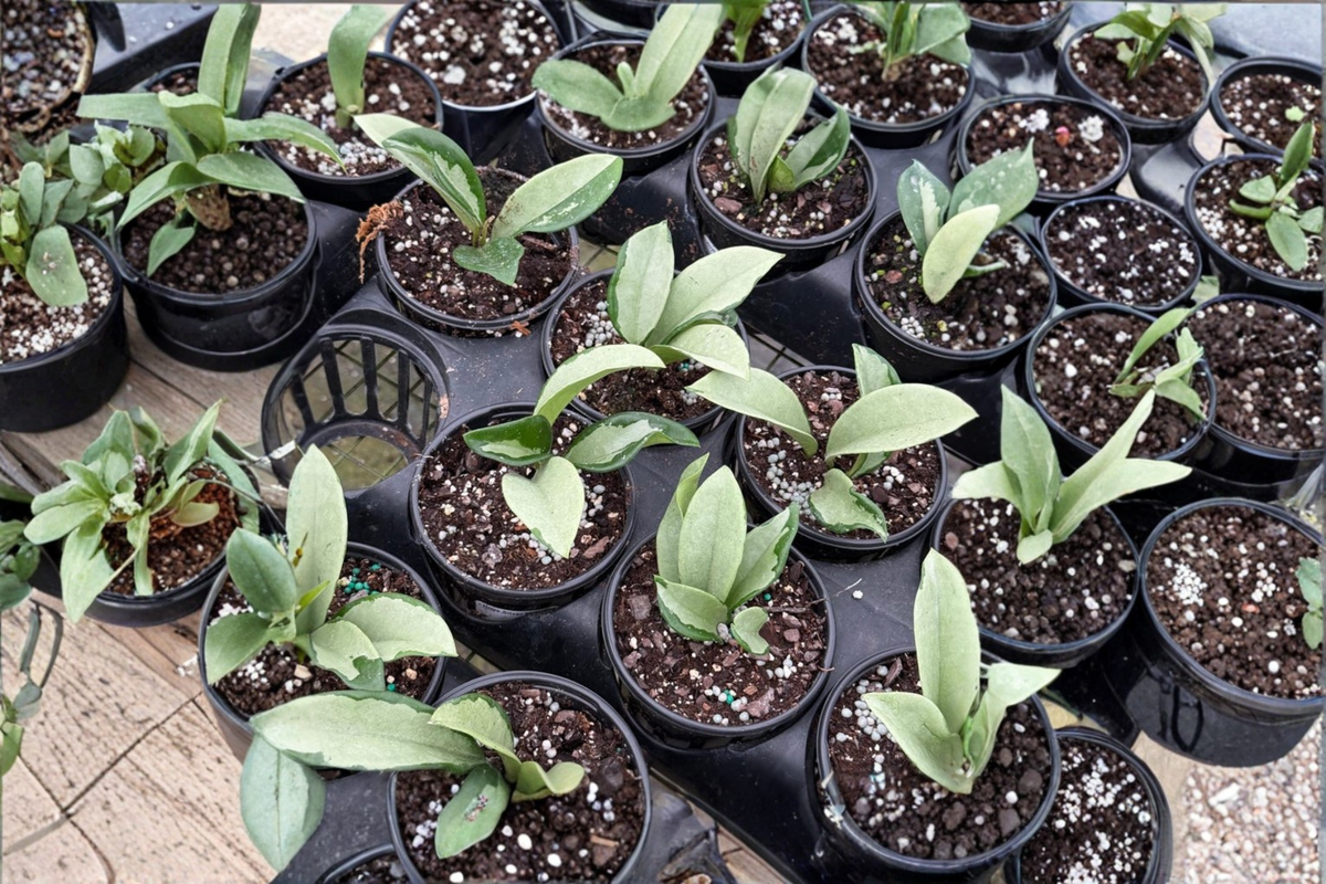 Hoya Silver Moon - 4 Inch Variegated Trailing Wax Plant Live Houseplant