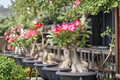 Desert Rose Adenium Obesum - 4-Inch Pot Live Plant, Caudex Succulent