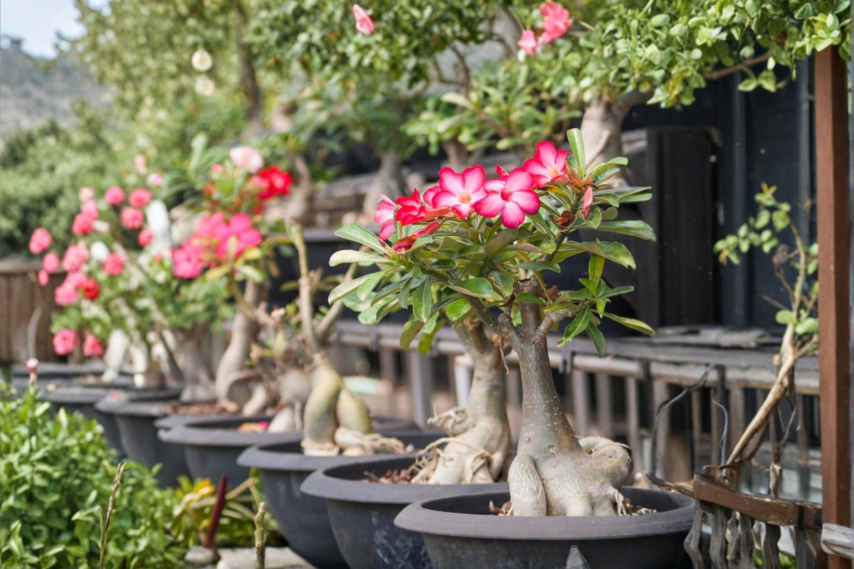 Desert Rose Adenium Obesum - 4-Inch Pot Live Plant, Caudex Succulent