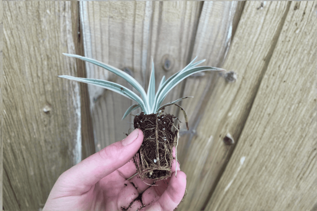 Flax Lily (Dianella tasmanica) Bare Root Starter Plants — 2 Live Starter Plants