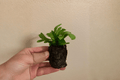 Green Flame Fern Starter Plants – 2 in Pots (2 Pack)