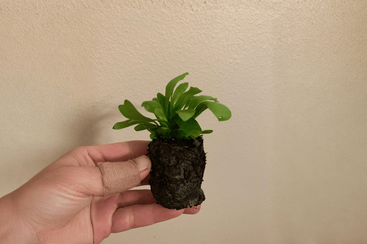 Green Flame Fern Starter Plants – 2 in Pots (2 Pack)