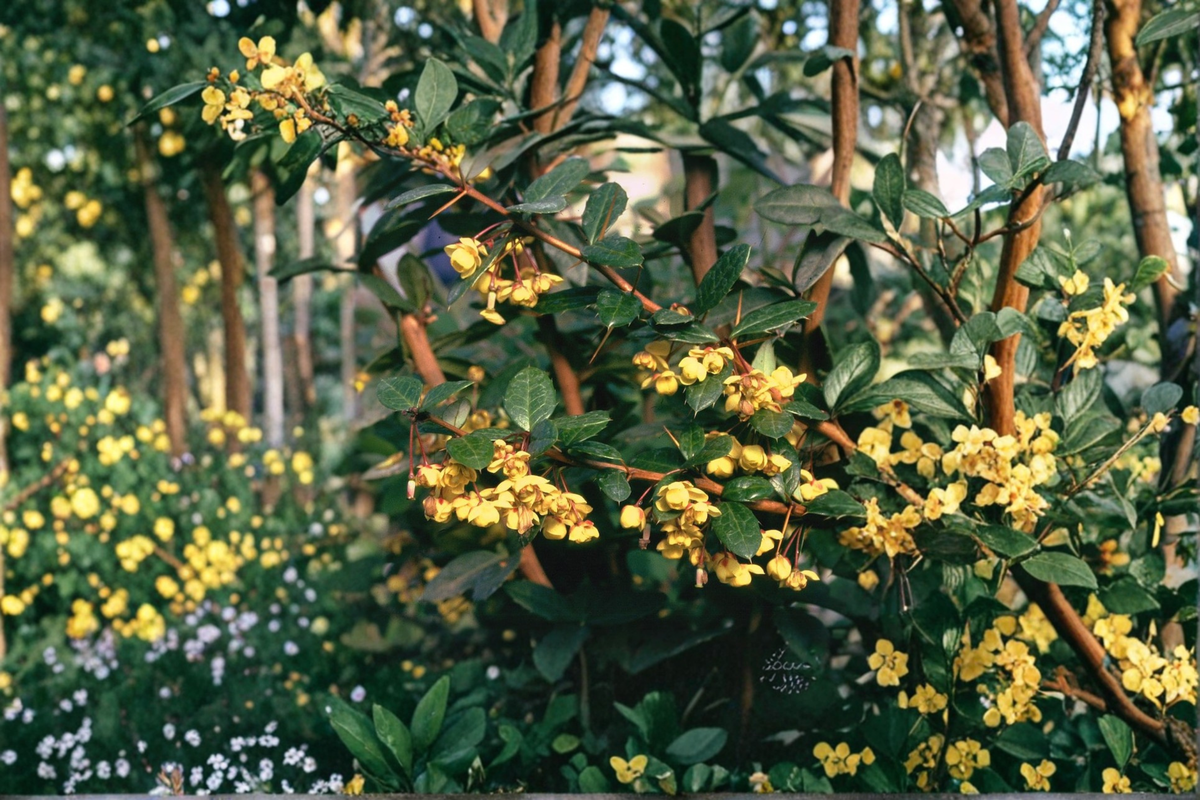 William Penn Barberry Live Plant 3-Gallon Pot | Berberis × gladwynensis 'William Penn' Evergreen Shrub