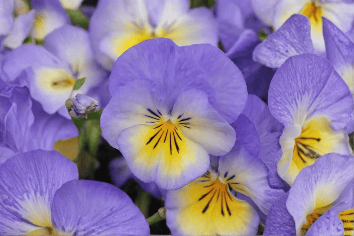 Halo Sky Blue Horned Violet Viola cornuta 'Halo Sky Blue' - 4-Inch Live Plant
