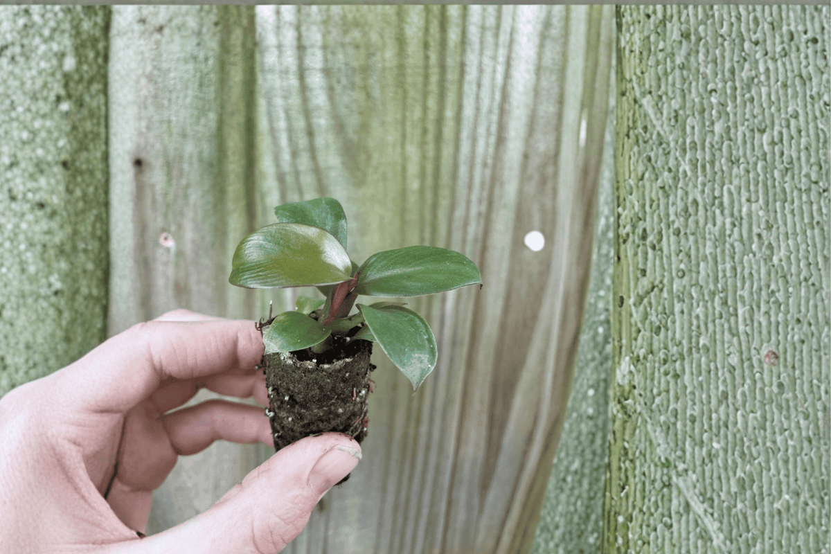 Philodendron Black Cardinal - 2 Multi-Stem Starter Plants Bare Root