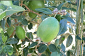 Anatoki Pineapple Guava (Acca sellowiana) - 1 Gallon Live Plant