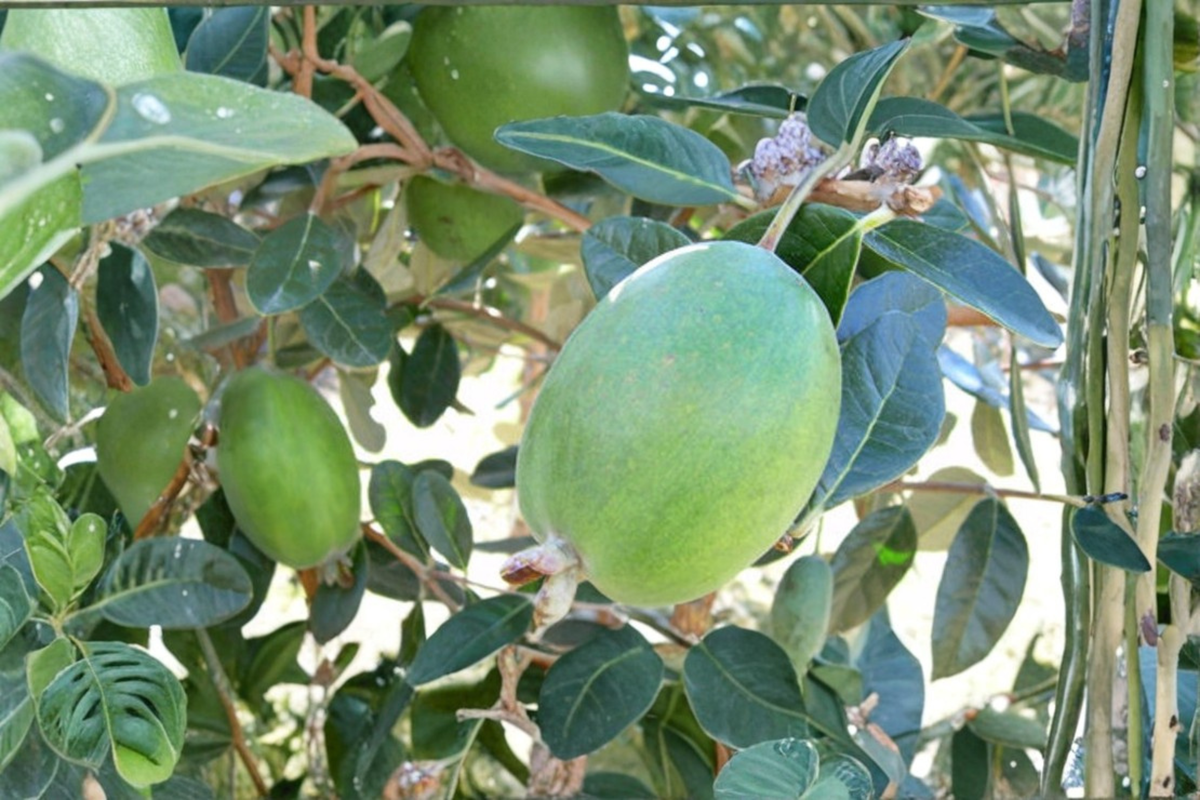 Anatoki Pineapple Guava (Acca sellowiana) - 1 Gallon Live Plant