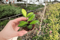 Hoya DS-70 Variegated Starter Plants – 2 Live 2-Inch Pots (Set of 2)