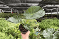Alocasia Regal Shields - 2 Live Plants in 4-Inch Pots | Regal Shields Elephant Ear