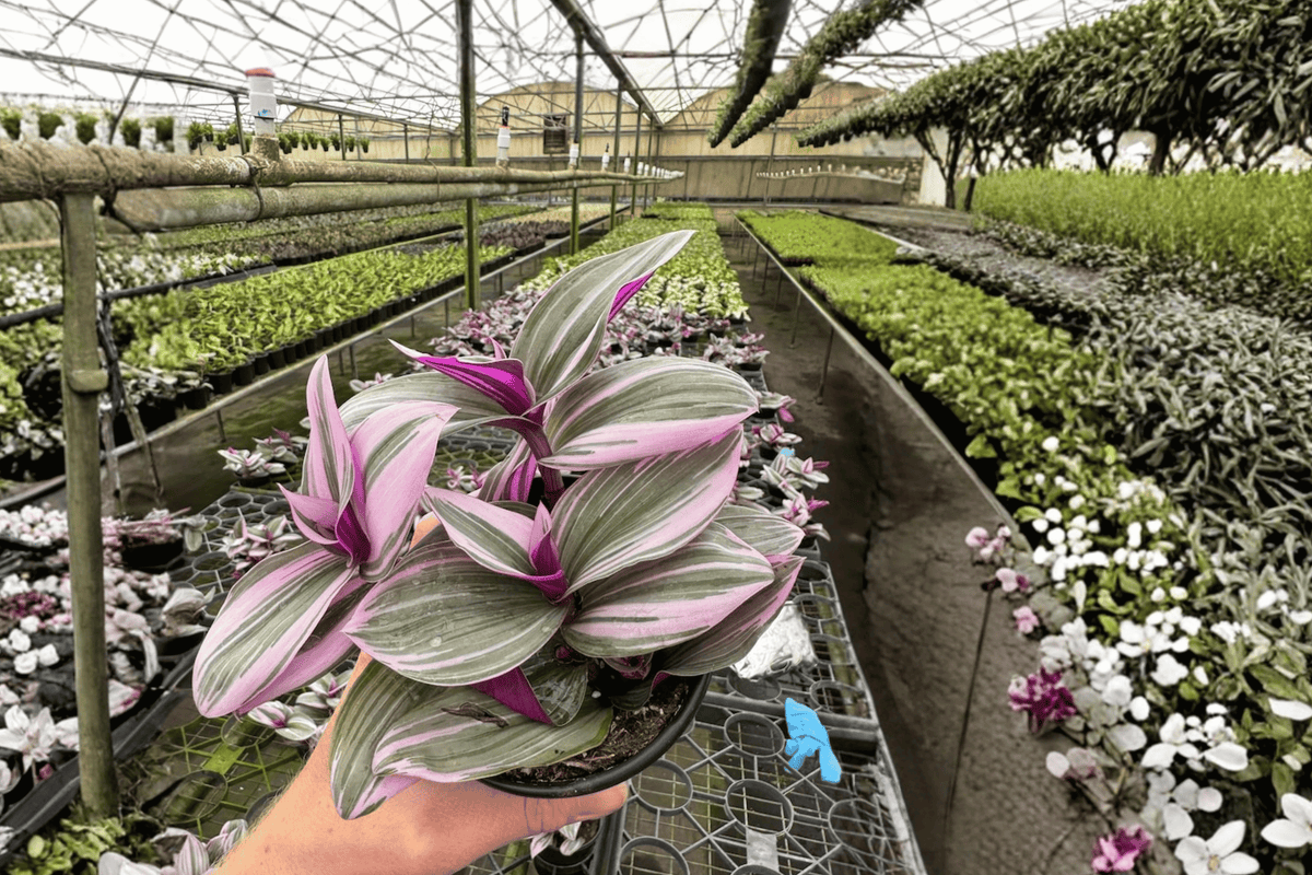 Tradescantia Nanouk – 2 Live Plants in 4-Inch Pots – Nanouk