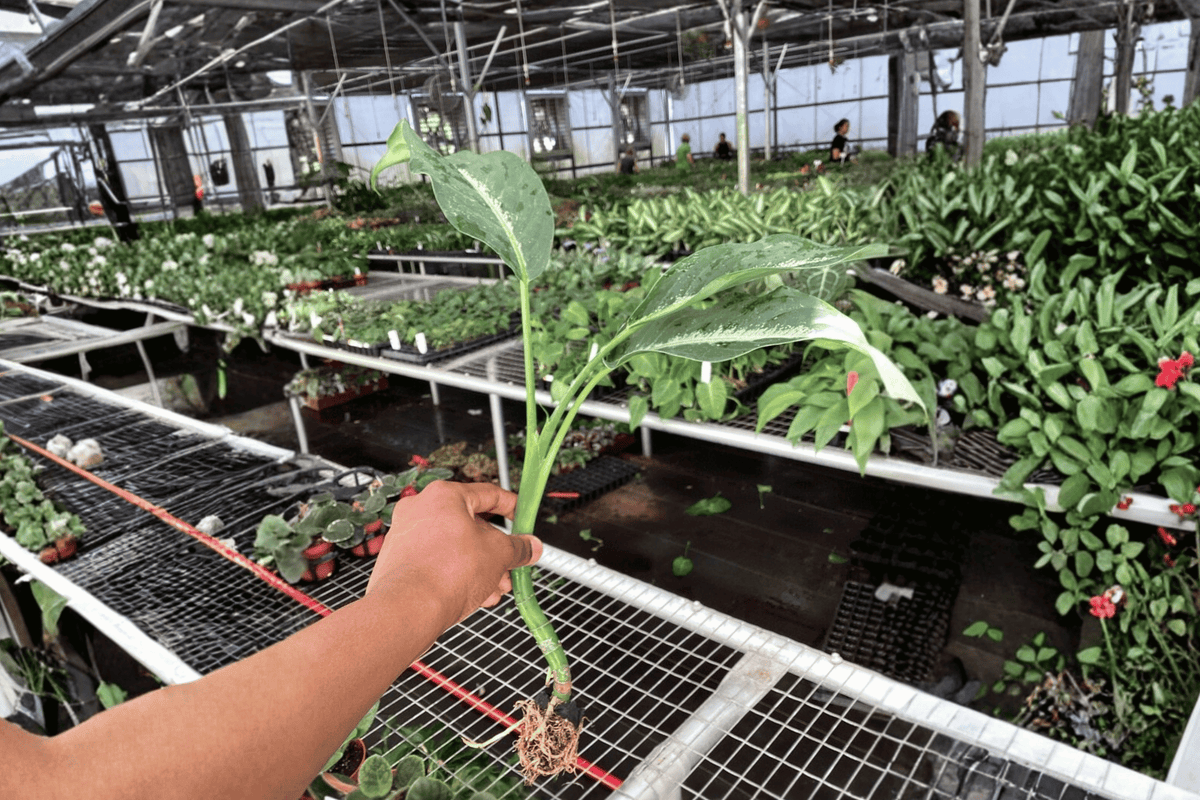 Dieffenbachia Panther Starter Plants (2) Bare Root – Tropical Foliage