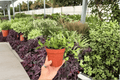 Hoya bilobata - 2 Live Plants in 4-Inch Pots (Potted) - Exact Plants Shown