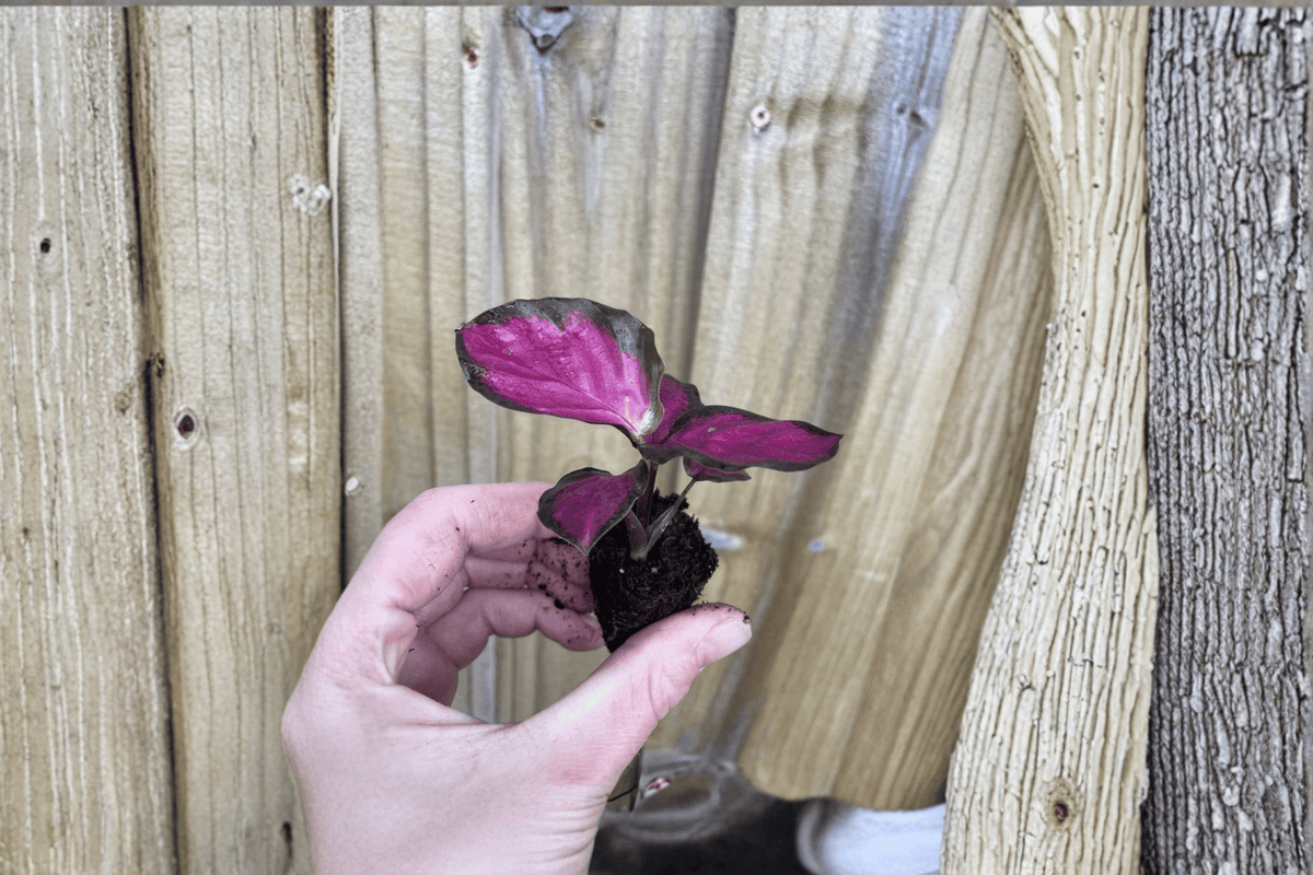 Calathea Crimson Starter Plants (Goeppertia 'Crimson') - 2 Bare Root Starter Plants