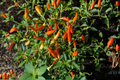 Aji Chinchi Amarillo Pepper Plants (3 Live Plants) Capsicum baccatum – 75+ Days Old