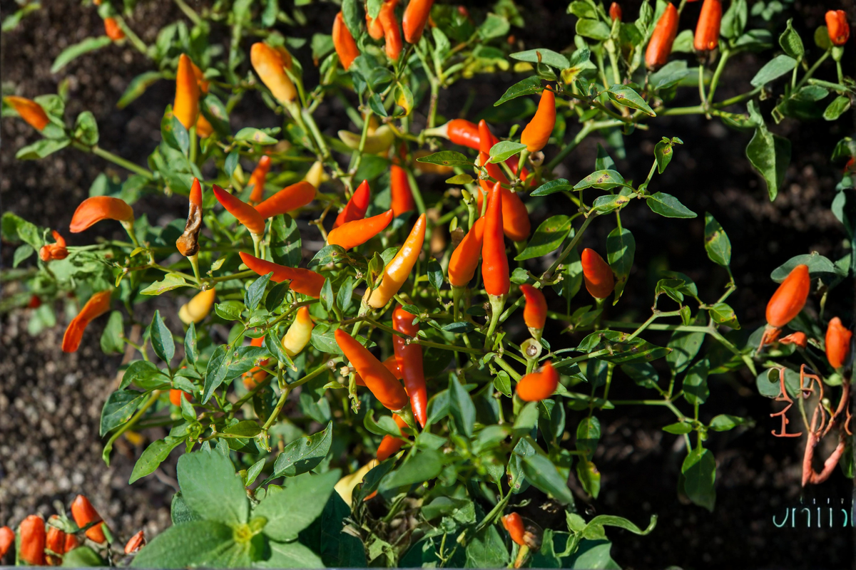 Aji Chinchi Amarillo Pepper Plants (3 Live Plants) Capsicum baccatum – 75+ Days Old