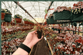 Harmony's Manaus Begonia Live Starter Plant - 2 Plants, Bare Root in Soil Pod