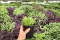 Variegated Bear Paw Cotyledon tomentosa ‘Variegata’ – 2 Live 4-Inch Pots