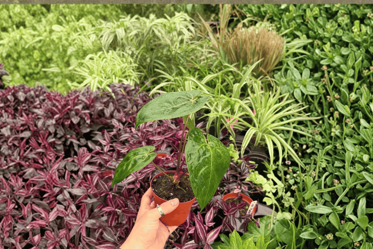 Anthurium Dark Phoenix x Papillilaminum - 2 Live Plants (4" pots) | Exact Plants