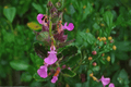 Wall Germander Teucrium chamaedrys - 4-Inch Live Plant