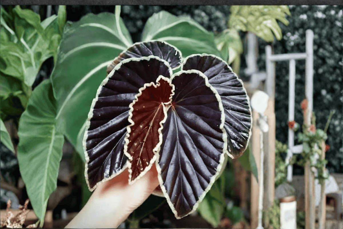 Begonia darthvaderiana Tissue Culture Plants (2) - Bare Root Starter
