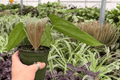 Anthurium Red Sinus x Hulk - 2 Live Plants in 4-Inch Pots | Exact Plants