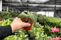 Anthurium Papillilaminum x Crystal Dark Fantasy | 2 Live Plants, 4-Inch Pots