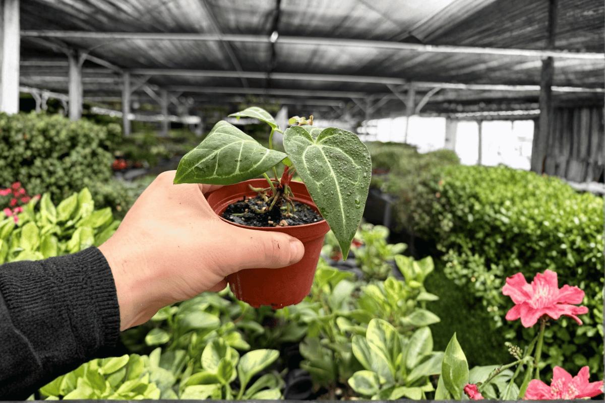 Anthurium Papillilaminum x Crystal Dark Fantasy | 2 Live Plants, 4-Inch Pots