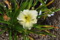 Daylily Joan Senior (Hemerocallis) Bare Root - 3 Plants Creamy White Bloom