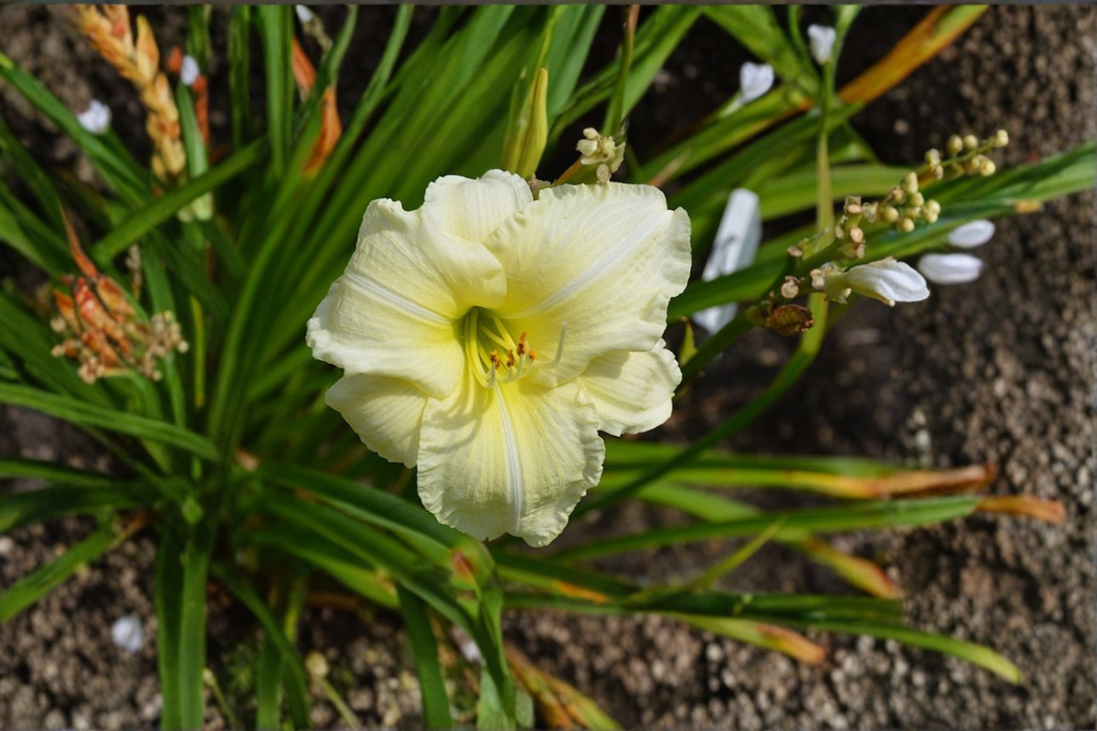 Daylily Joan Senior (Hemerocallis) Bare Root - 3 Plants Creamy White Bloom