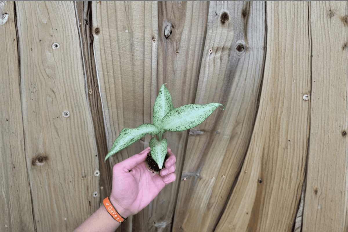 Dieffenbachia Camouflage Starter Plants (2) — Bare Root / Soil Pod
