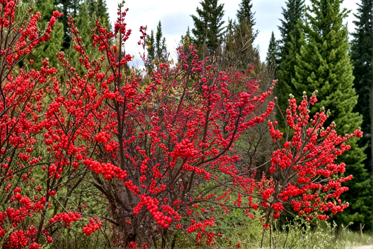 Winter Red Winterberry Ilex verticillata ‘Winter Red’ – 1 Gallon Pot