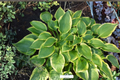 Twin Cities Hosta - 3-Inch Pot Starter Plant, Green Leaves with Yellow Centers