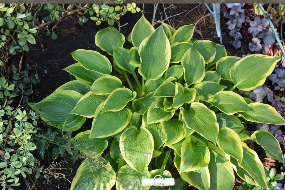 Twin Cities Hosta - 3-Inch Pot Starter Plant, Green Leaves with Yellow Centers