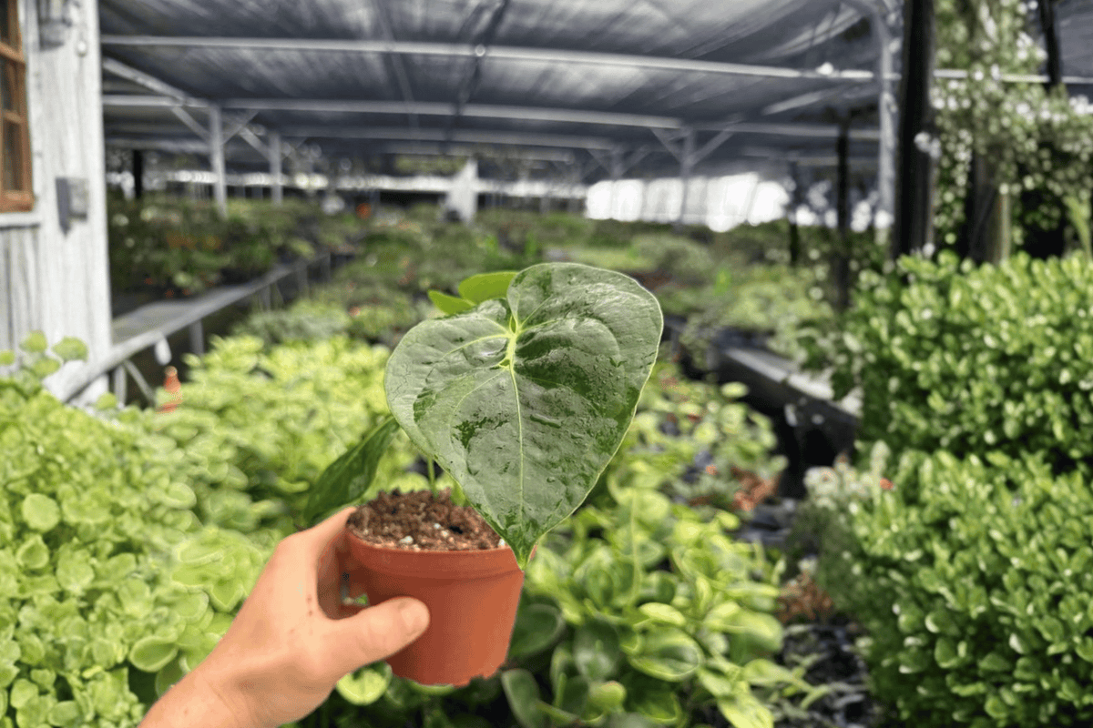Anthurium Dressleri (2 Live Plants) - 4-Inch Pots