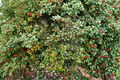 Carnival American Holly Ilex opaca ( variegated ) Live Plant in Quart Pot