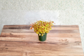 Golden Oxalis Live Plant Yellow Shamrock – Rooted Starter Plant