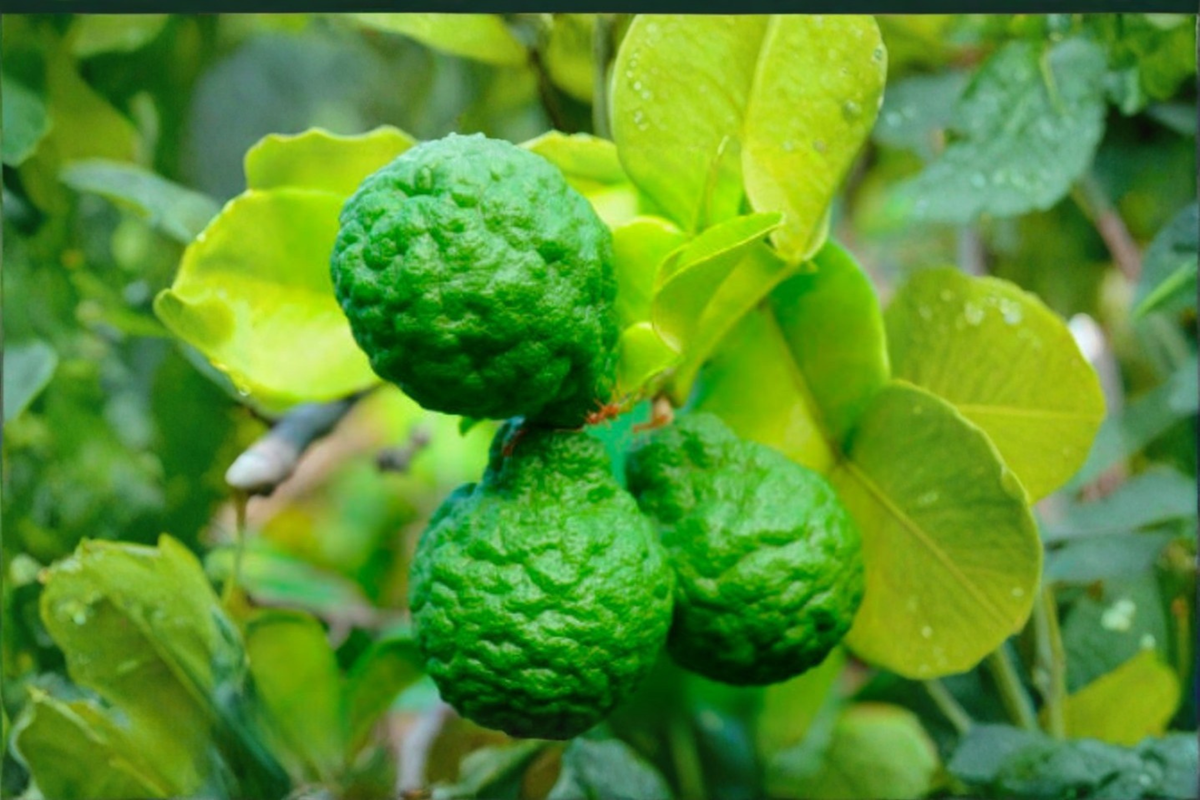 Makrut Kaffir Lime Seeds - Citrus Hystrix 10 Seeds for Home Garden or Container