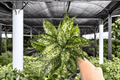 Aglaonema Wintery Winehouse - 2 Live Plants in 4-Inch Pots