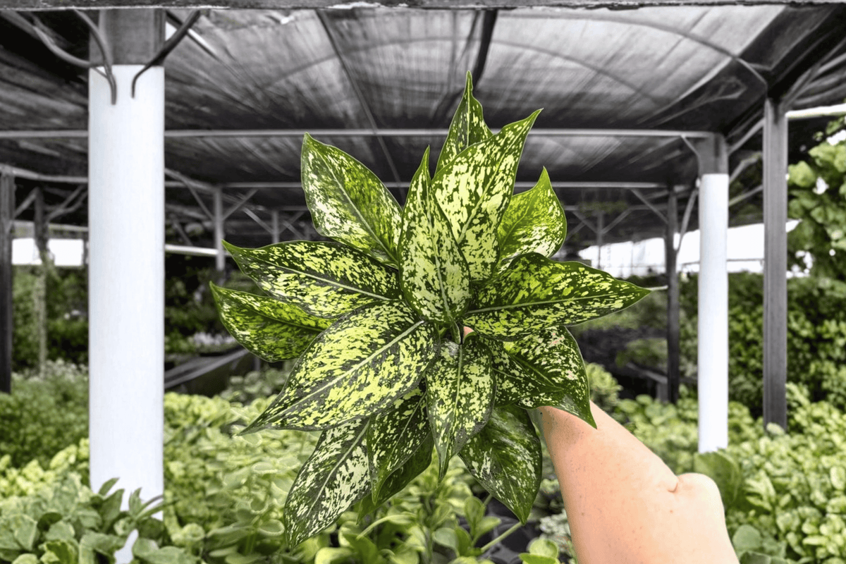 Aglaonema Wintery Winehouse - 2 Live Plants in 4-Inch Pots