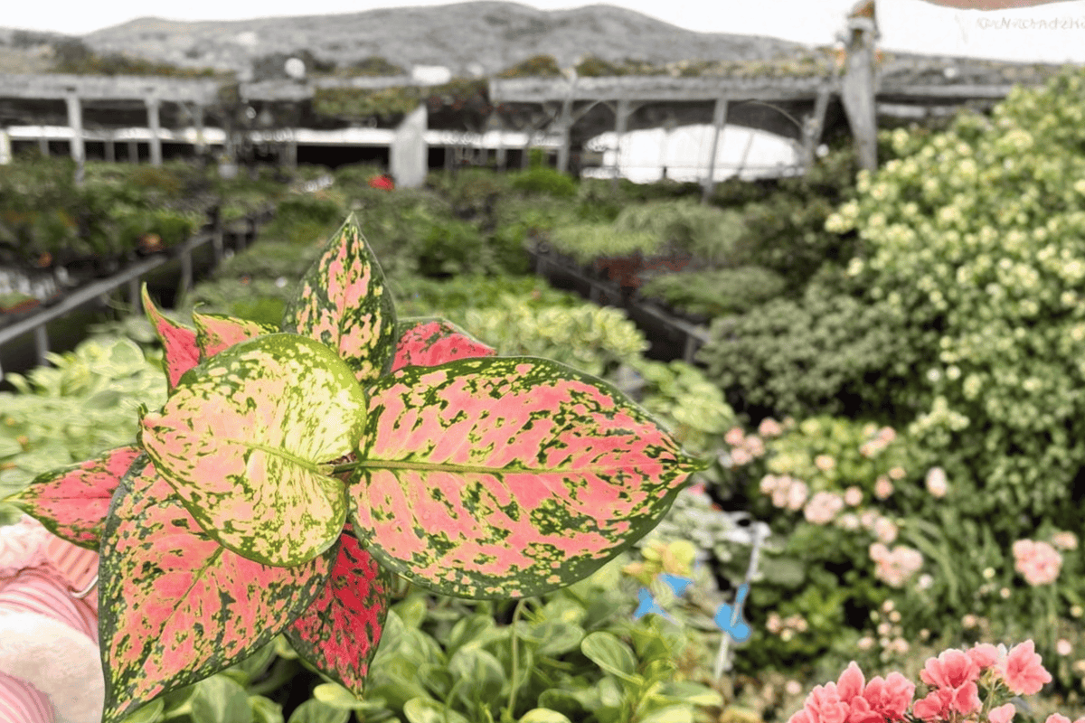 Aglaonema KumKoom - 2 Live Plants in 4-Inch Pots (Exact Plants)