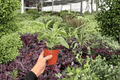 Variegated Peperomia Obtusifolia (2 Live Plants) - 4-Inch Pots